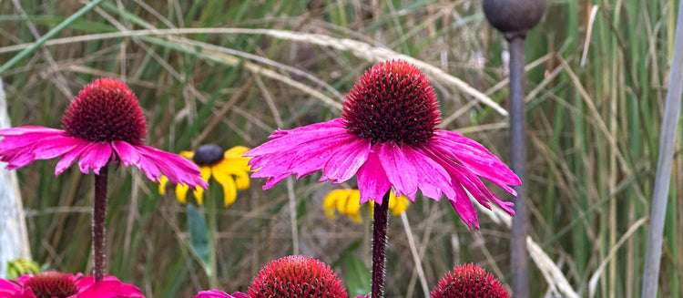 Echinacea