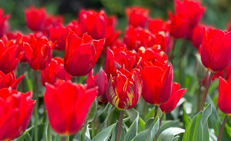 Tulips