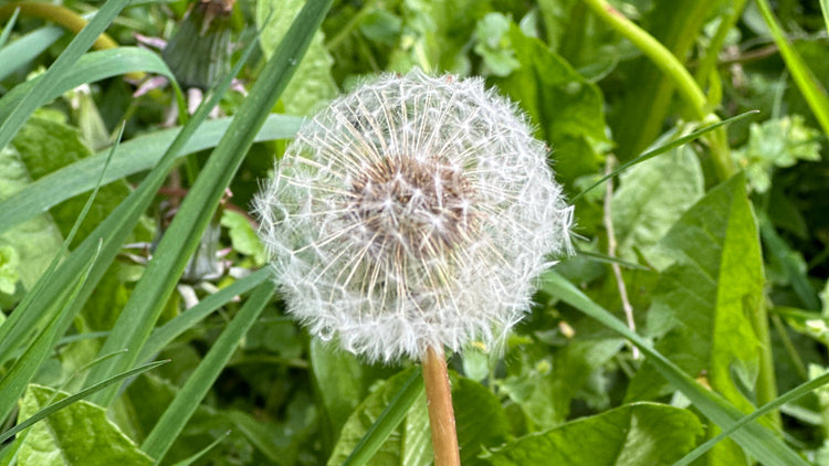Dandelion Clock 'Wishmakers'