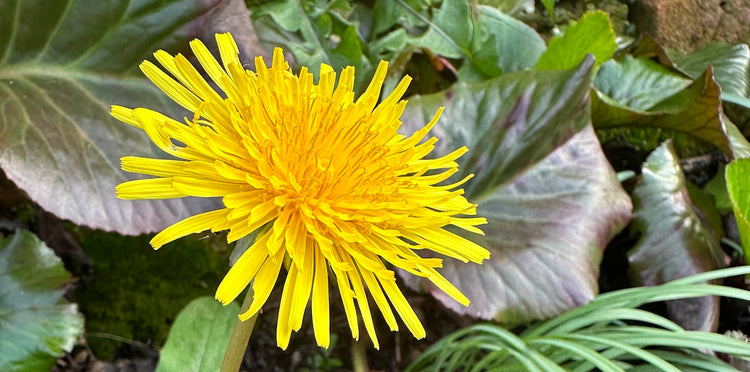 Dandelion Fields