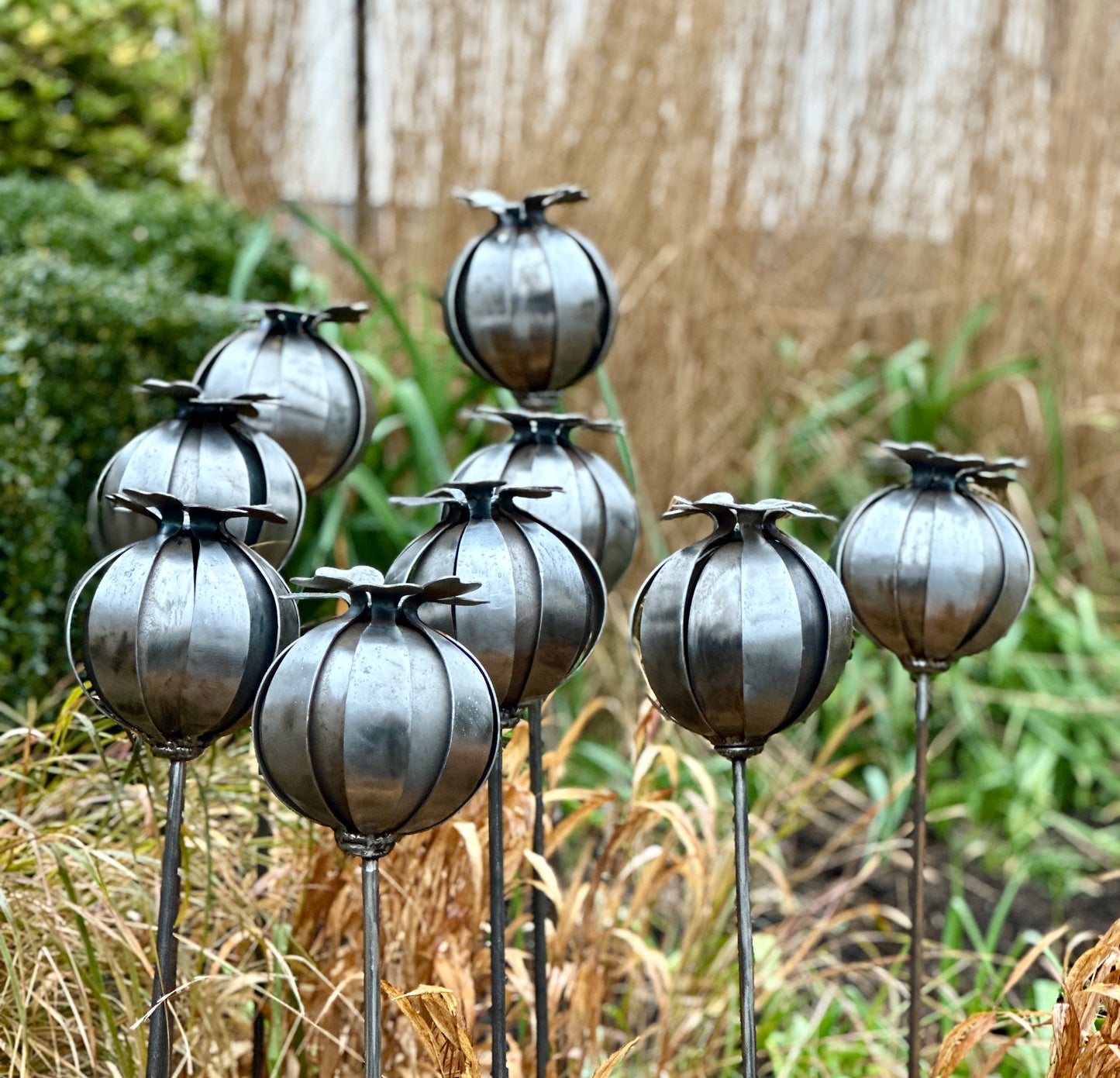 Mini Poppy Seed Heads