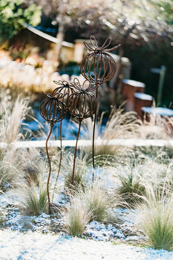 Poppy Seed Heads