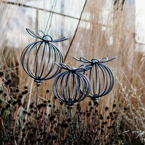 Poppy Seed Heads